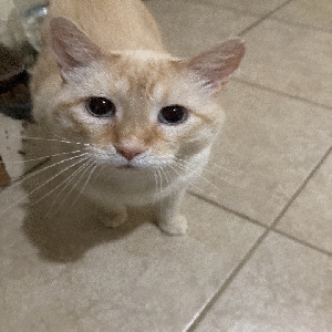 adoptable Cat in Memphis, TN named Caesar